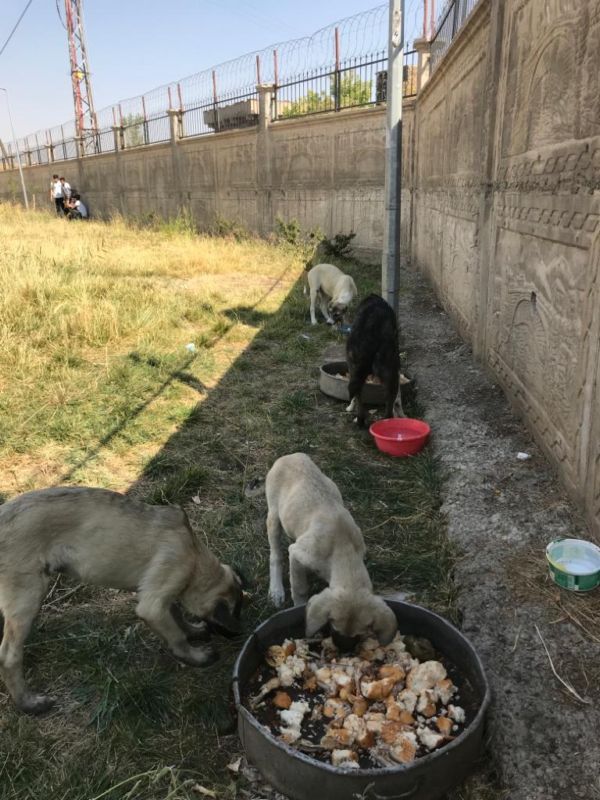 ÖLÜME TERK EDİLEN KÖPEKLERE  SEDAT ÖĞRETMEN SAHİP ÇIKTI