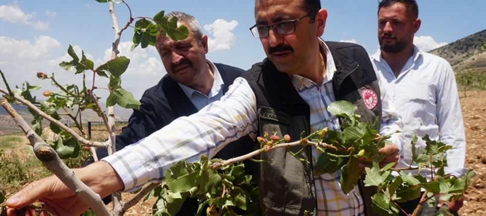 Siirt Tarım ve Orman Müdürü Demirhan: Bazı fıstık bahçelerinde yüzde 70 oranında zarar var