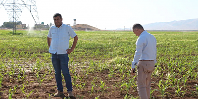 Mardin ovasında bu sene mısır rekoltesinde düşüş bekleniyor