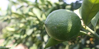 ‘Meyer limonu’ üreticileri destek bekliyor