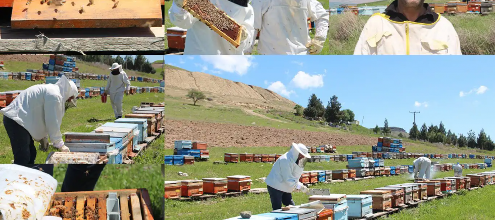 Arıcılar bahar mesaisine başladı: Bal sezonundan umutlular