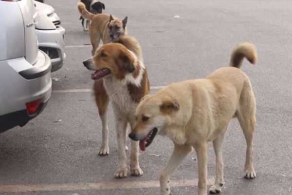 BAŞI BOŞ GEZEN KÖPEKLER  VATANDAŞLARI KORKUTUYOR