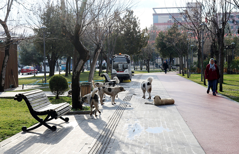 BAŞIBOŞ KÖPEKLER KORKU SAÇIYOR 