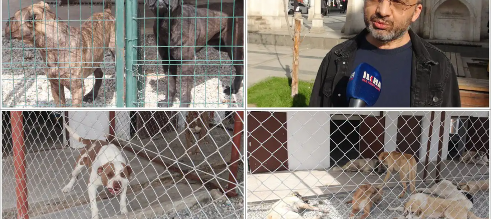 Batman'daki başıboş köpek uygulamasının ülke geneline yaygınlaştırılması çağrısı