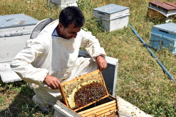 BİTLİS’TE ÜRETİLEN ANA ARILAR  TÜM TÜRKİYE’YE SATILIYOR