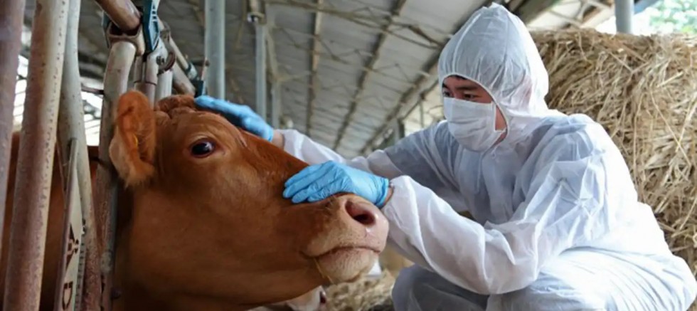 Bolu'da şap karantinası