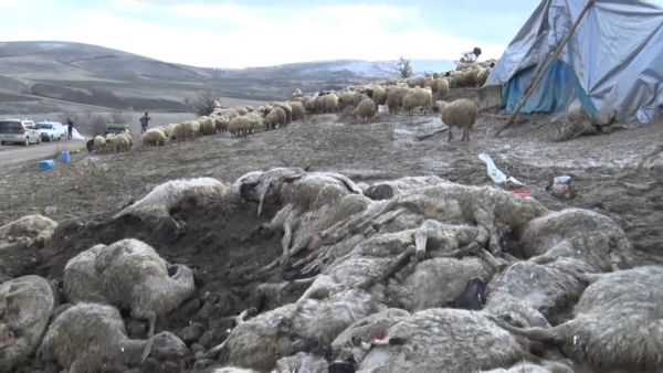 ÇİÇEK HASTALIĞI 600’DEN  FAZLA KOYUNU TELEF ETTİ