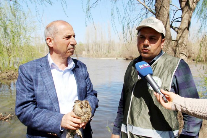 DİCLE NEHRİ CİVARINDA YARALI BAYKUŞ BULUNDU