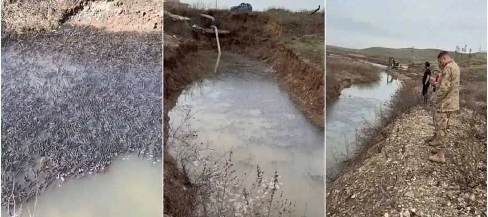 Dicle Nehri’nde mahsur kalan on binlerce balık kurtarıldı