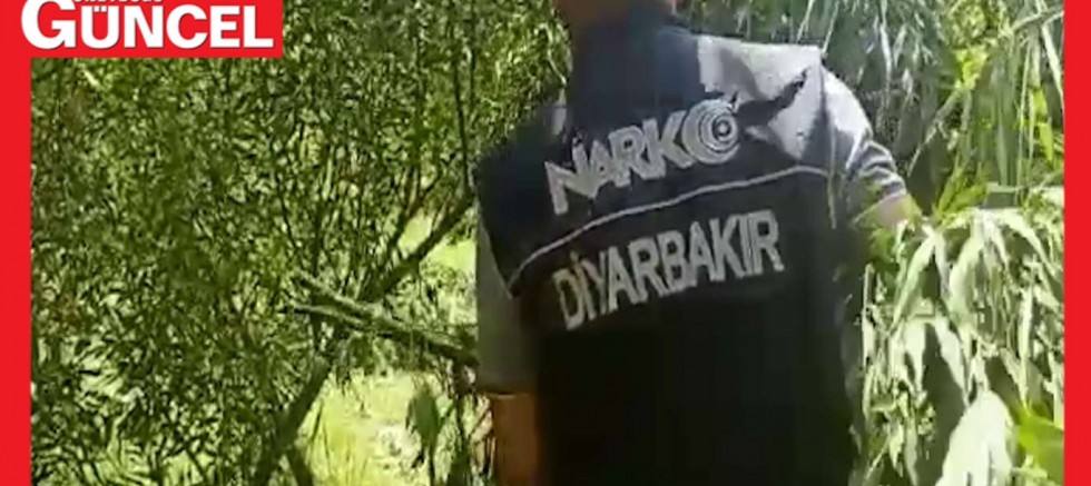Diyarbakır'da 2 bin kök Hint keneviri imha edildi