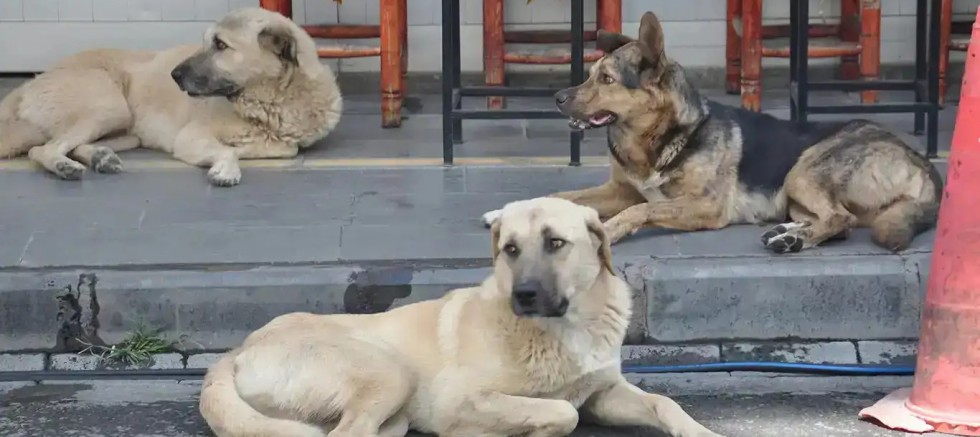 Diyarbakır’da belediyelere başıboş hayvanları toplama talimatı: Son tarih 31 Ekim