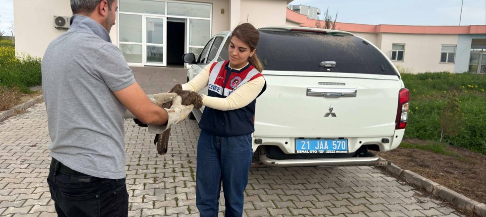 Diyarbakır’da Devriye Sırasında Yaralı Şahin Bulundu
