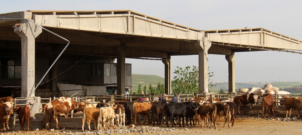 Diyarbakır'da kurban satış ve kesim yerleri belli oldu