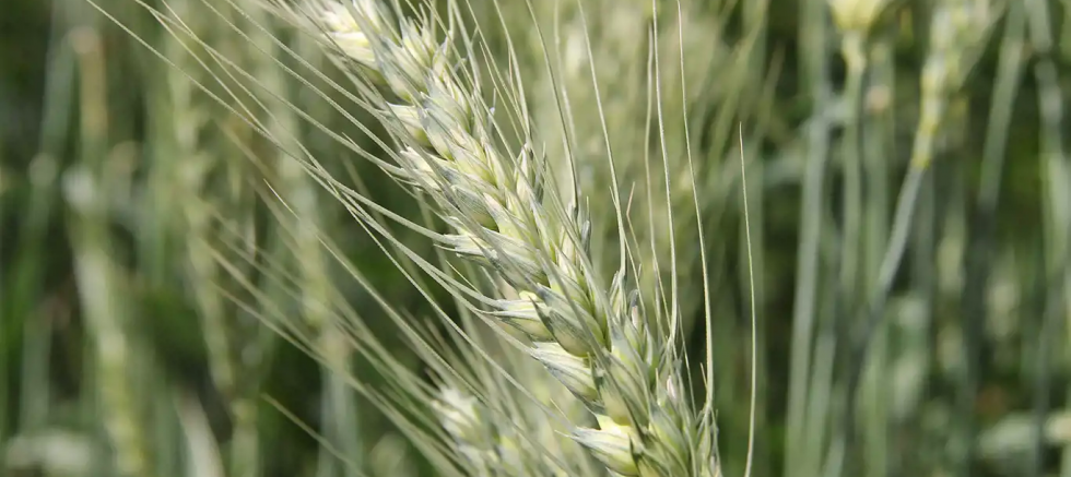 Diyarbakır’da Yüksek verimin beklendiği buğdayda gözler hasatta