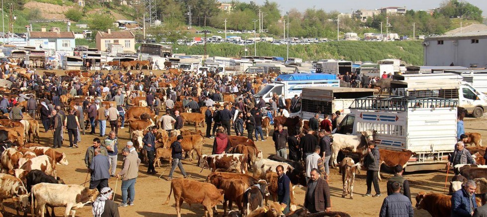 Diyarbakır'dan Türkiye'ye kurbanlık akışı: 20 binden fazla hayvan sevk edildi