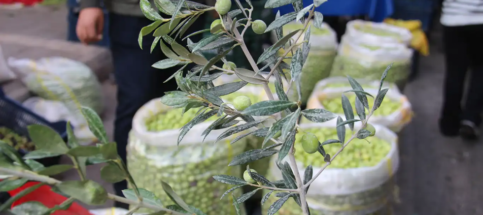 Kahvaltı sofralarının vazgeçilmezi yeşil zeytinde fiyatlar bir önceki günü aratıyor