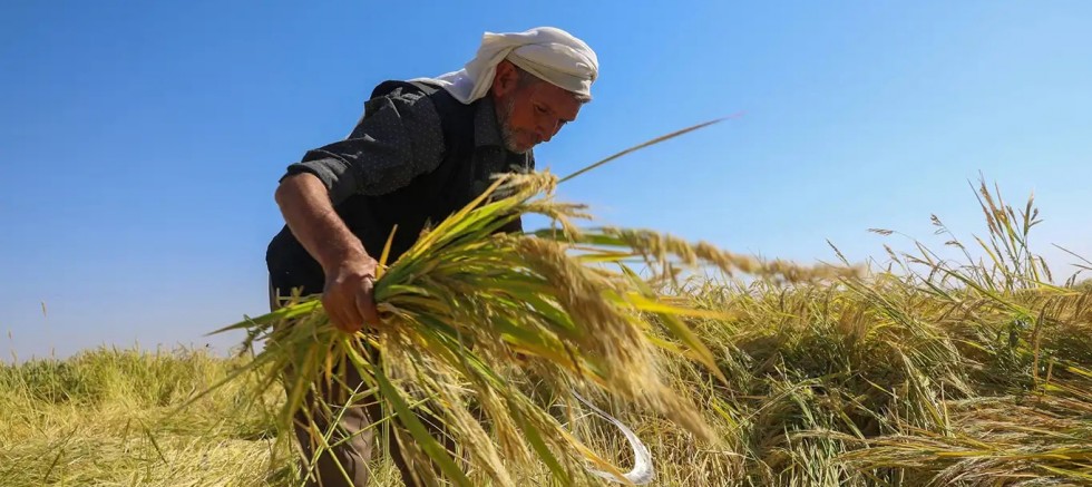 Karacadağ çeltiği hasadı yapıldı