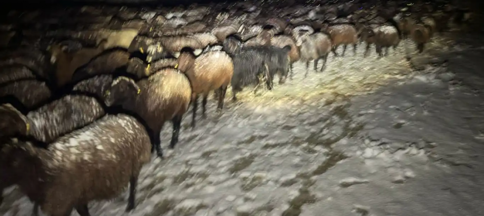 Karda mahsur kalan çoban ve 3 bin koyun kurtarıldı