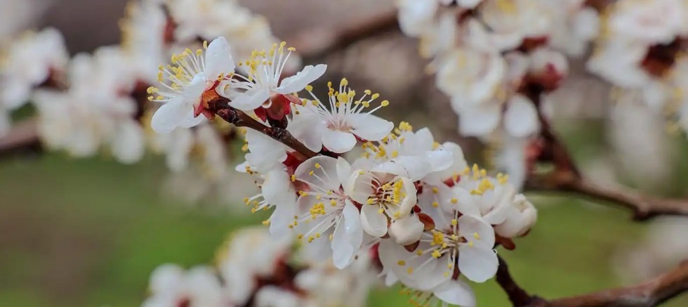 Kayısıda çiçeklenme başladı: Üreticilere monilya uyarısı