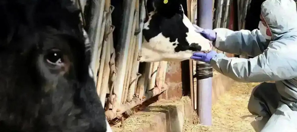 Kütahya’da şap hastalığı nedeniyle 15 köy karantinaya alındı