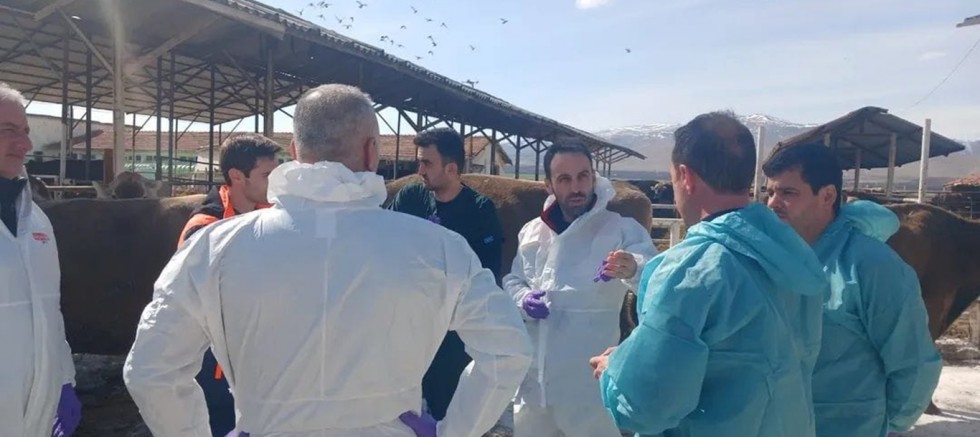 Malatya'da şap alarmı: TİGEM işletmesi karantinaya alındı