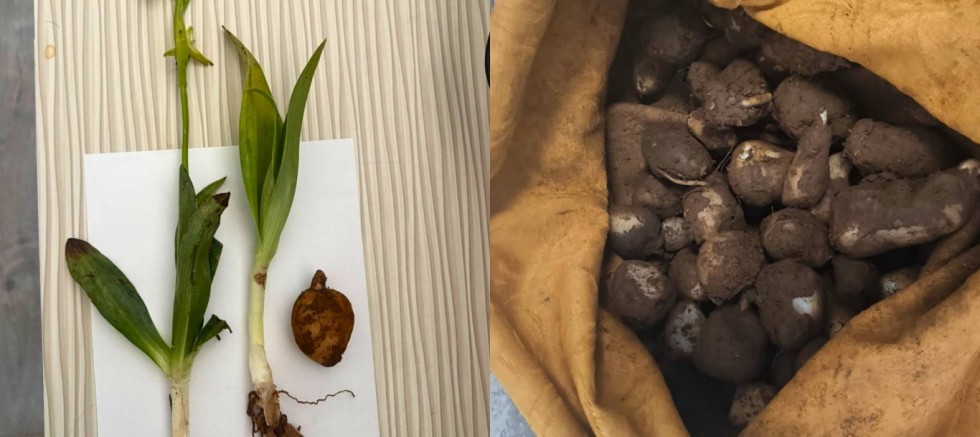 Mardin'de 6 kilogram kaçak salep ele geçirildi: 2 kişiye 1,4 milyon TL ceza
