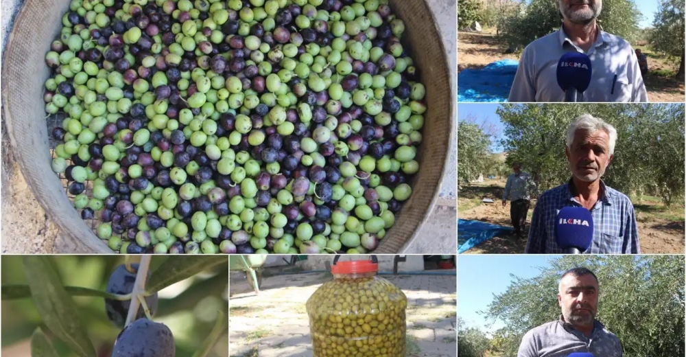 Mardin'de Derik zeytin hasadı başladı: Kuraklık, rekolteyi vurdu