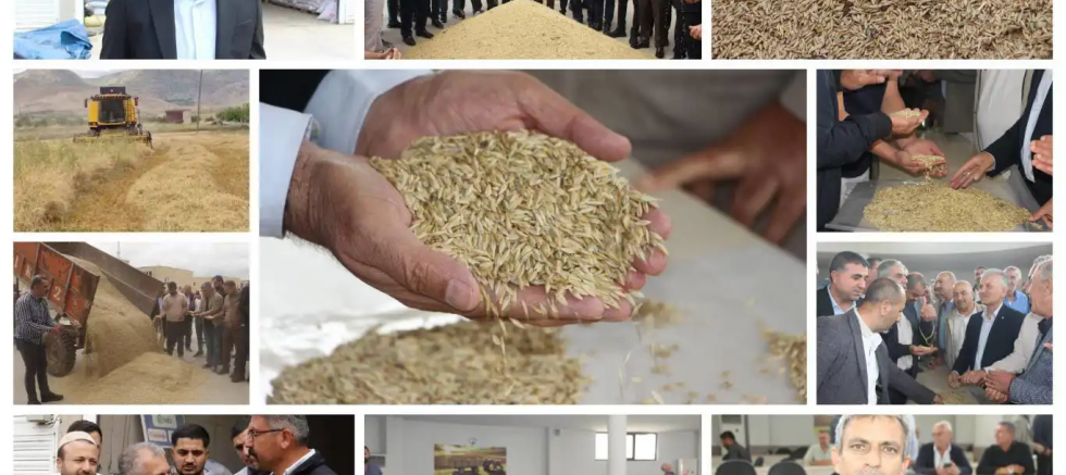 Mardin'de hasadı yapılan yılın ilk arpası satışa sunuldu