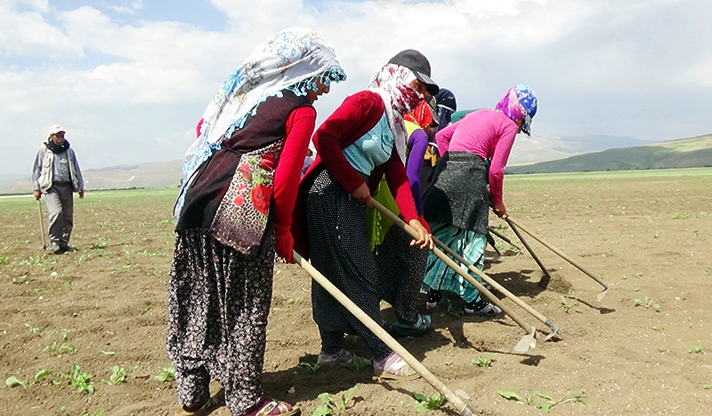 MEVSİMLİK İŞÇİLERİN SICAKTA ÇAPA MESAİSİ