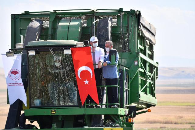 Pamukta İlk Hasat Vali Karaloğlu’ndan