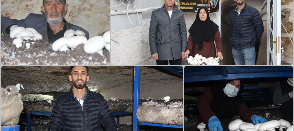 Şırnak'ta tarihi mağara mantar üretim tesisine dönüştü