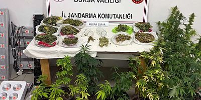 24 ilde uyuşturucu ve yasa dışı kenevir operasyonu: 80 kişi tutuklandı