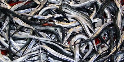 7 balık türü daha resmen tescil edildi