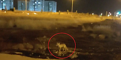 Aç kalan tilki Diyarbakır'da şehir merkezine indi