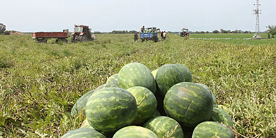 Adana'da karpuz hasadı sürüyor