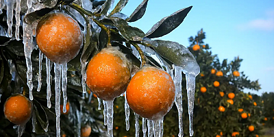 Adana’da zirai dondan etkilenen üreticilerin hesaplarına destek ödemeleri yatırılacak