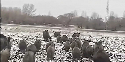 Ağrı şehir merkezine yakın bölgede domuz sürüsü görüntülendi