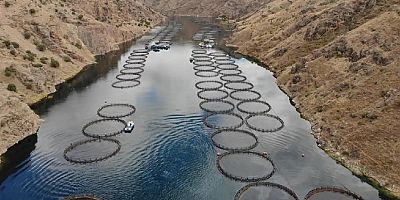Alabalık yetiştiriciliği için üç baraj gölü tahsise açıldı