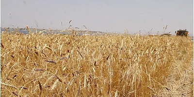 Anadolu Tarım İşletmesi 327 ton buğdayı satışa çıkarıyor