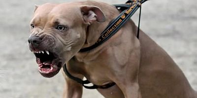 Ankara'da pitbull dehşeti: 2 küçük kardeş saldırıya uğradı
