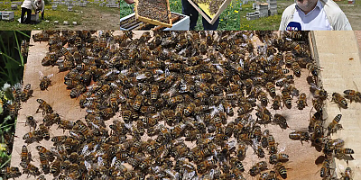Arıcılar bu sene yüksek bal rekoltesi bekliyor