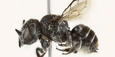 Avustralya’da boynuzlu yeni arı türü keşfedildi: Megachile Lucifer