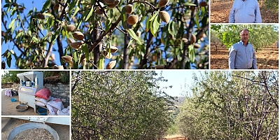 Badem yetiştiricileri: Teknik ve makine desteğine ihtiyacımız var