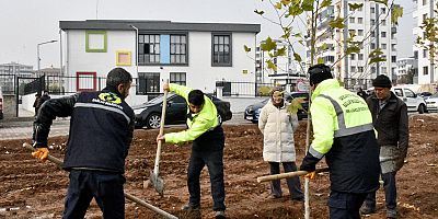 Bağlar  da 150 çınar ağacı toprakla buluştu