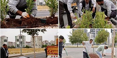 Bağlar’da 930 Metrelik Refüjde Kapsamlı Peyzaj Çalışması