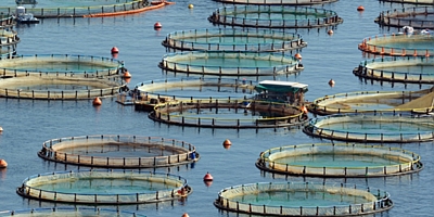 Bakan Yumaklı: Türkiye, su ürünleri avcılığı ve yetiştiriciliğinde bölgesinde lider konumda