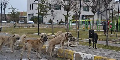 Başıboş köpeklerin saldırısına uğrayan adam hayatını kaybetti