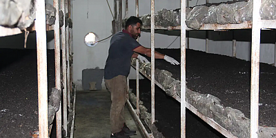 Batman'da eski inşaat işçisi kendi kültür mantarı tesisini kurdu