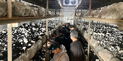 Batman'da kültür mantarı hasadı başladı