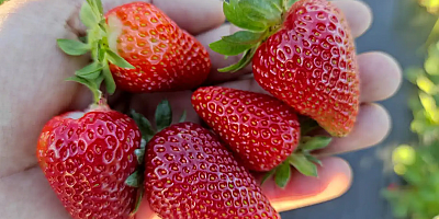 Batman'da yılın son çilek hasadı başladı